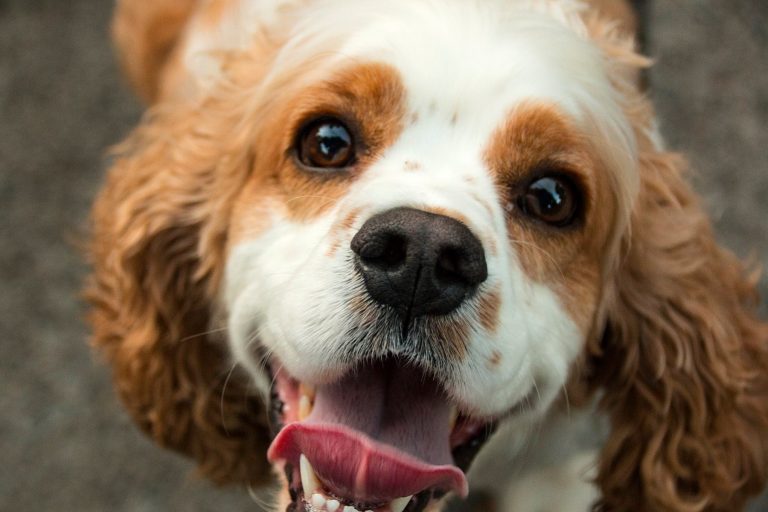 Dog show judge let’s girl with autism show her stuffed dog.