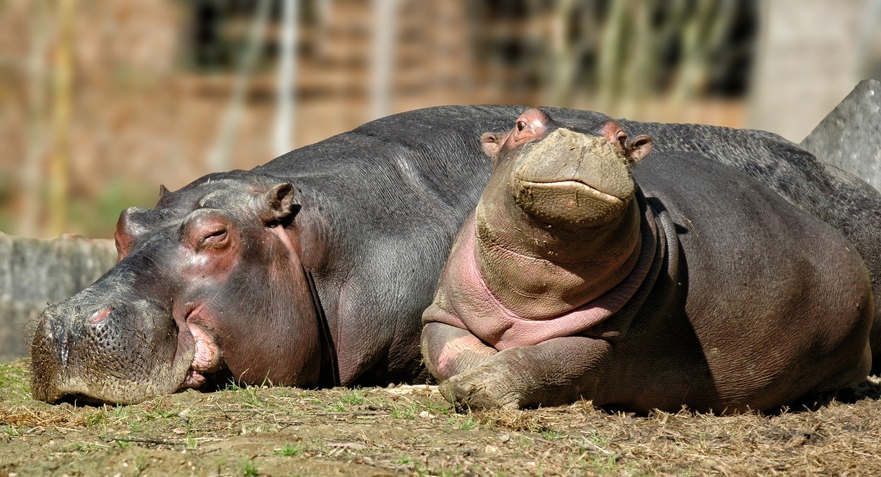 hippopotamus-1232974_1280