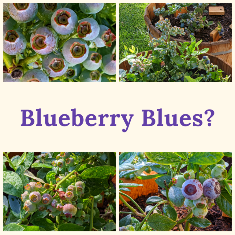 Do You Have The Right Soil For Blueberries?