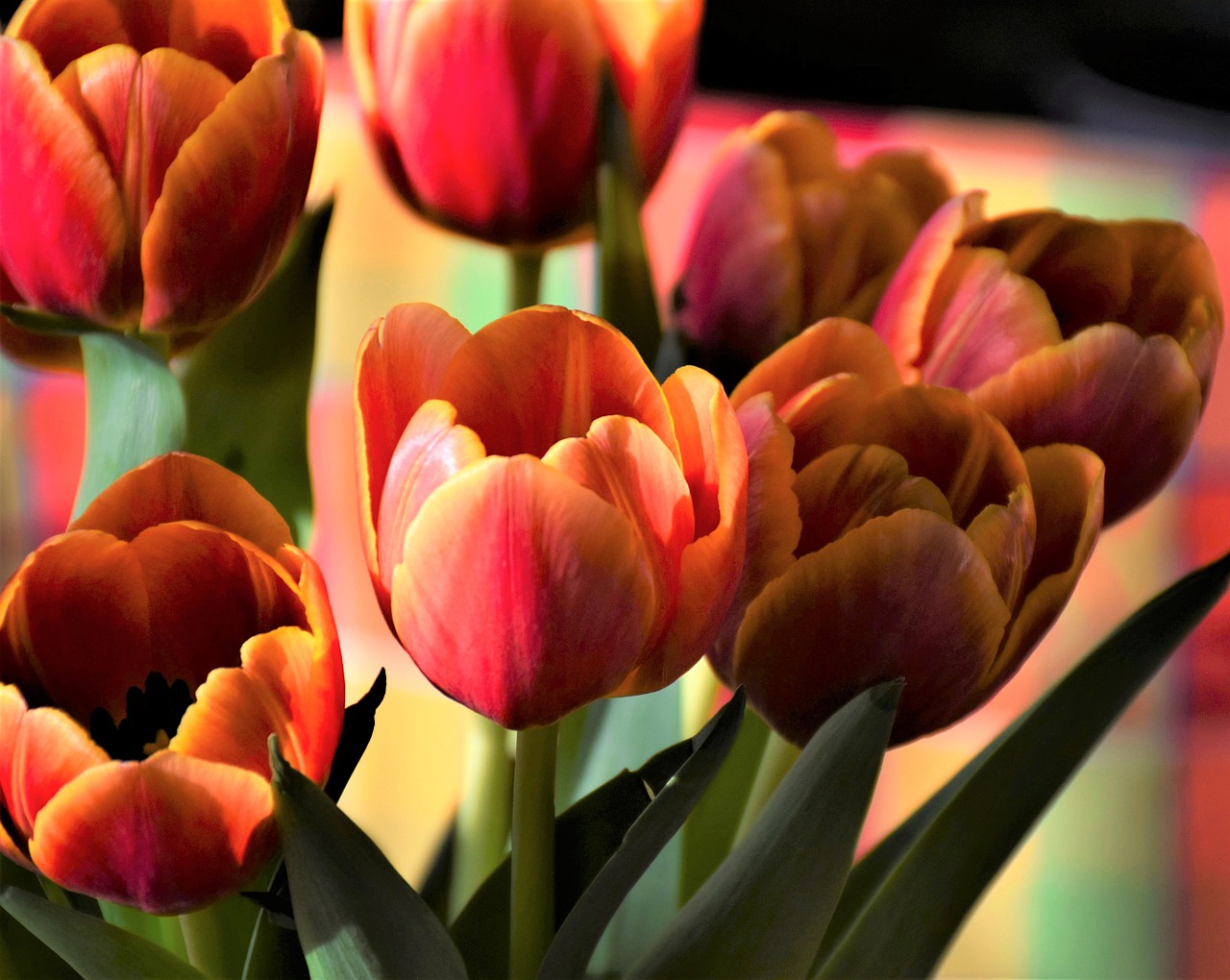 tulips-5129878_1280