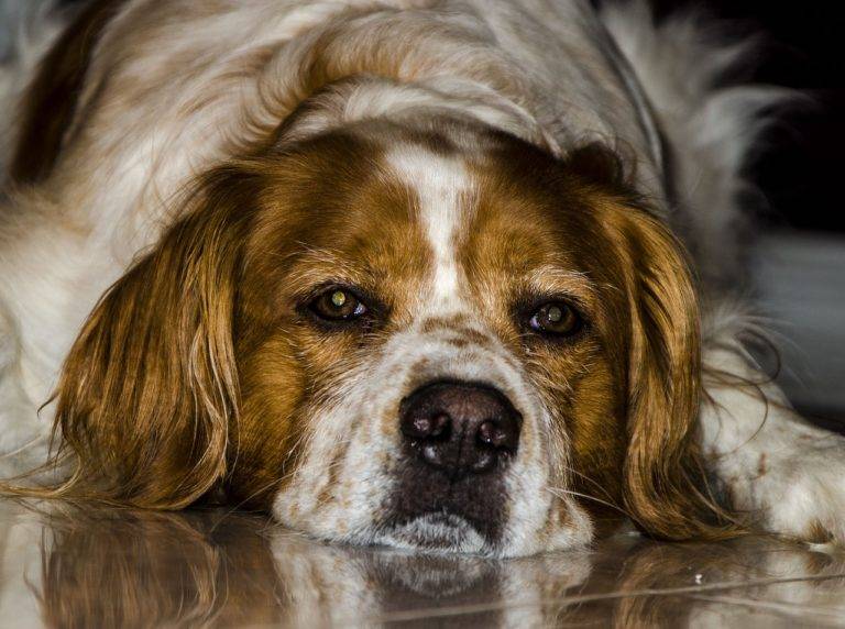 Today’s Good News: GPS Collar Reunites Missing Deaf Dog With Family