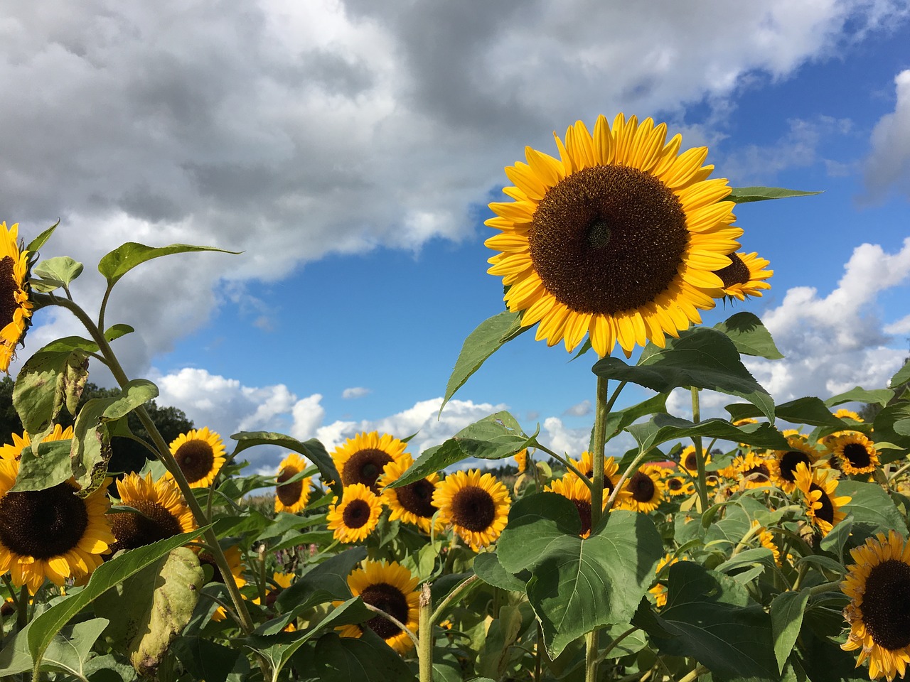 sunflower-961739_1280 sunflower-961739_1280