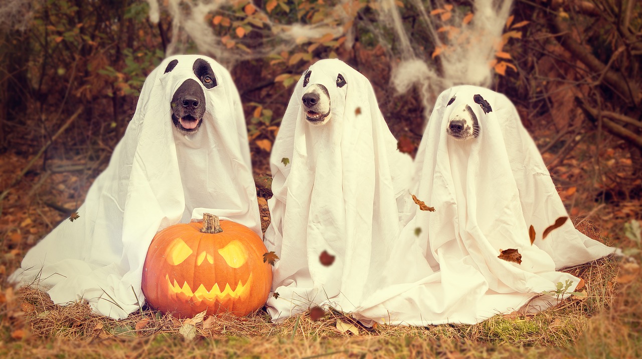 Halloween Ghost Dogs