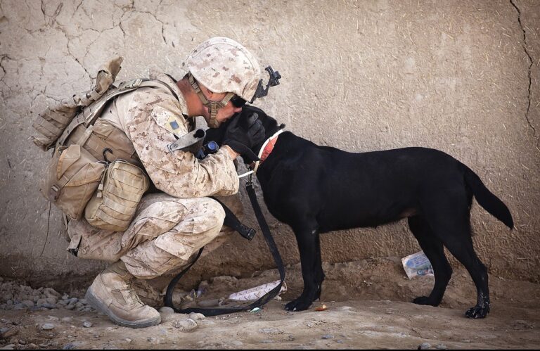 Soldier Reunites With Special Dog She Found Serving Overseas