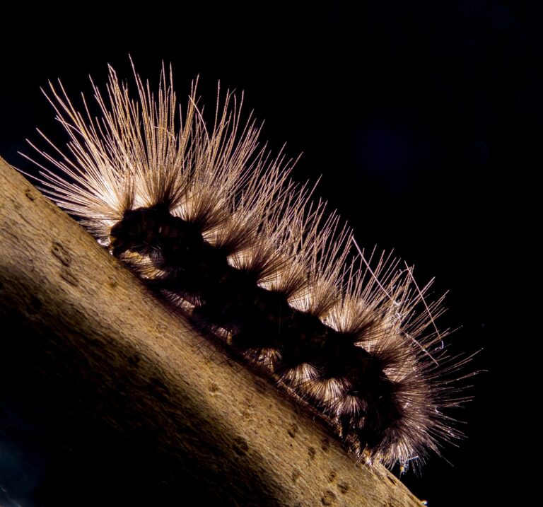 Watch Out For This Giant Furry Caterpillar