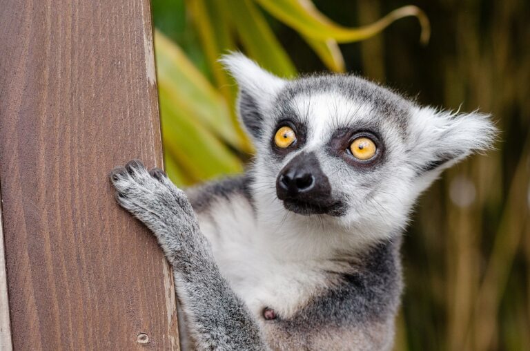 Today’s Good News: 5 Year Old Finds Zoo’s Missing Lemur