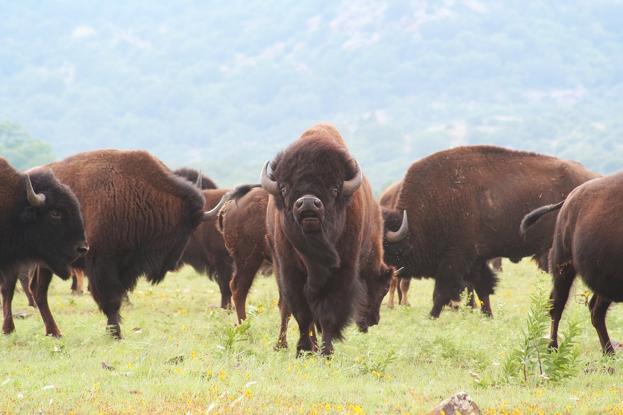 buffalo-1436182_1280