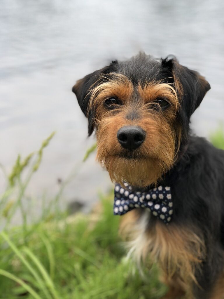 Today’s Good News: 14 Year Old Makes Bowties To Help With Dog Adoptions