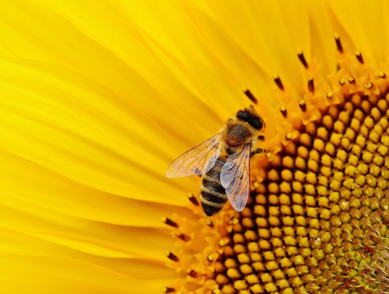 5 Fun Facts On World Bee Day