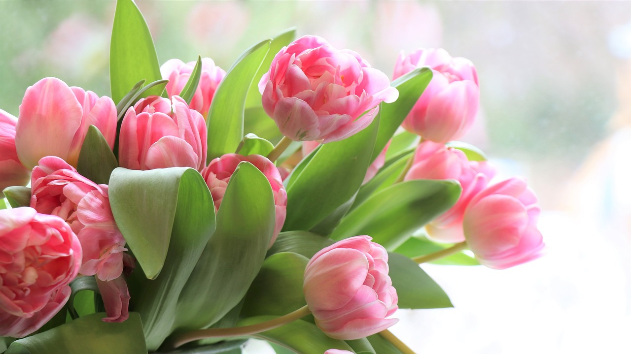 tulips flowers