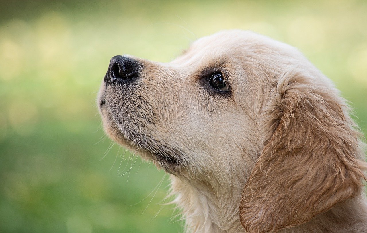 dog puppy golden retriver dog puppy golden retriver